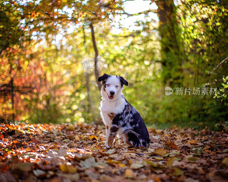 狗在户外