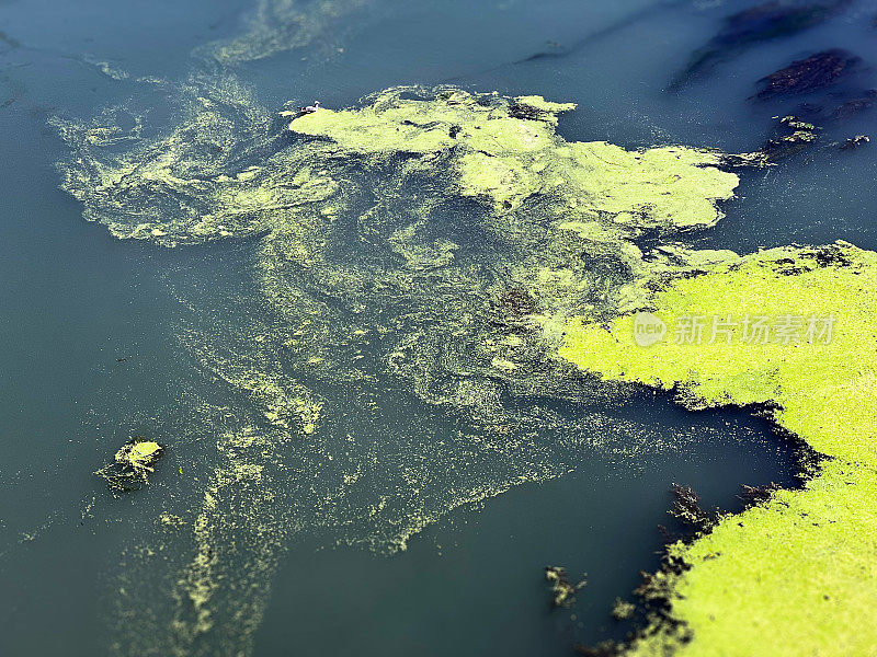 河面上藻类过度生长