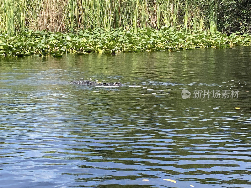 美国-迈阿密-大沼泽地公园