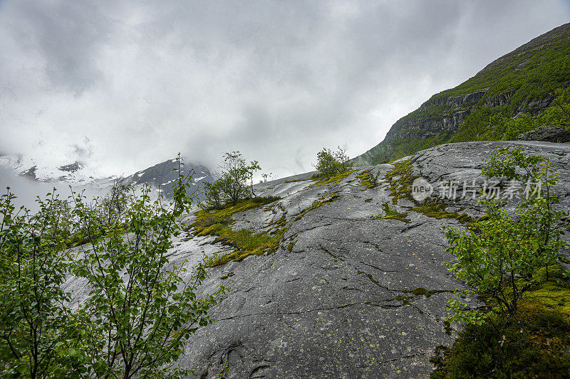 接近挪威布里克斯达尔冰川的山谷中的植被。