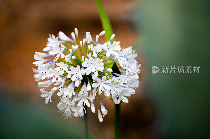 花园里的植物特写