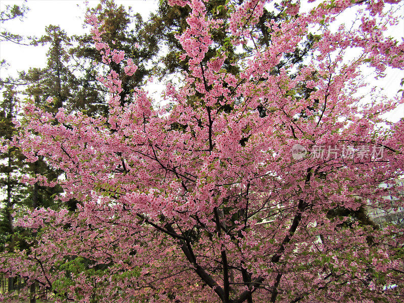 日本。3月。园中梅花盛开。