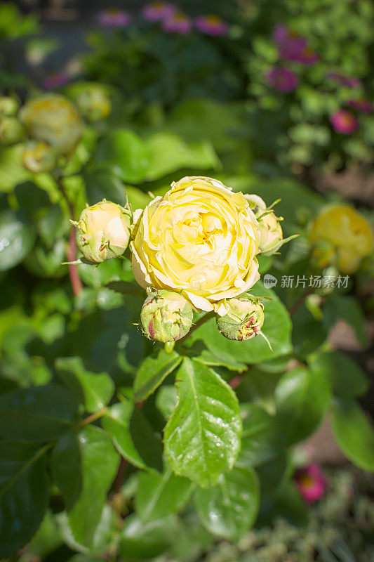 黄玫瑰线雷诺，玛丽玫瑰，查尔斯雷尼麦金托什在花园里。夏天和春天的时间。