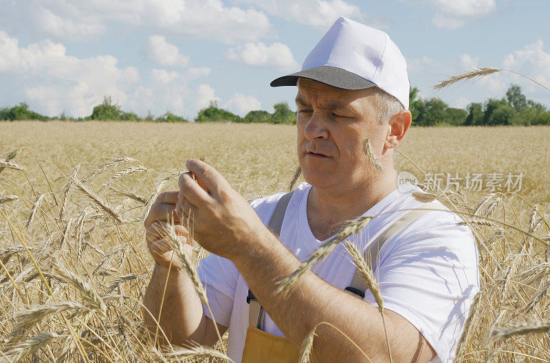 一位农民在察看一片种着小麦的田地，检查麦粒的质量。
