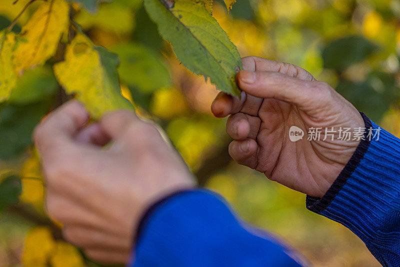 一位老人的手握着一片黄叶