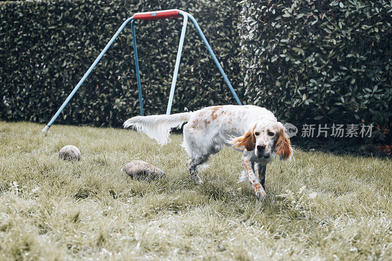 爵士，一只英国塞特猎犬，在他居住的房子的花园里