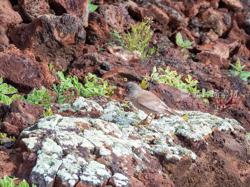 富尔特文图拉岩石上的号手红腹灰雀