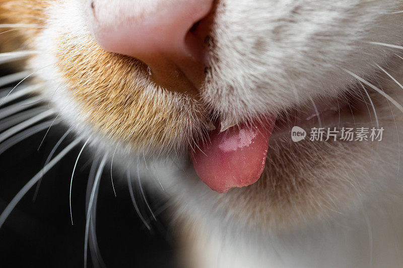 微距特写一只伸出舌头的猫