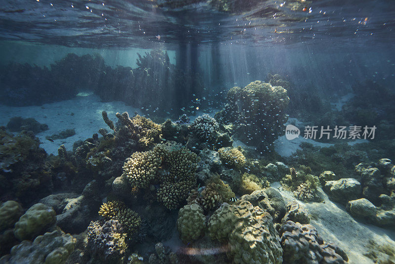 水下的珊瑚和热带鱼