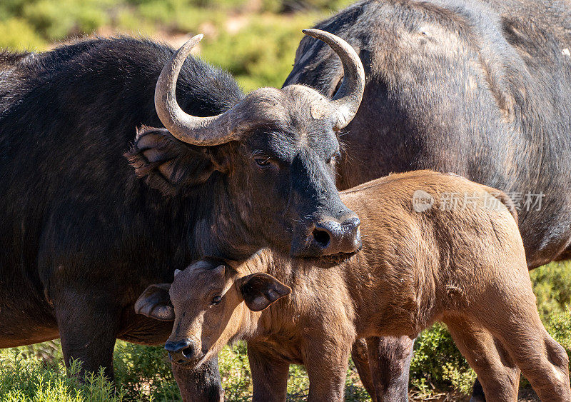 在美丽的南非，水牛妈妈和小牛在夏天闲逛