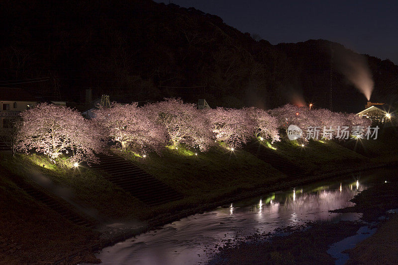 发光的樱花树