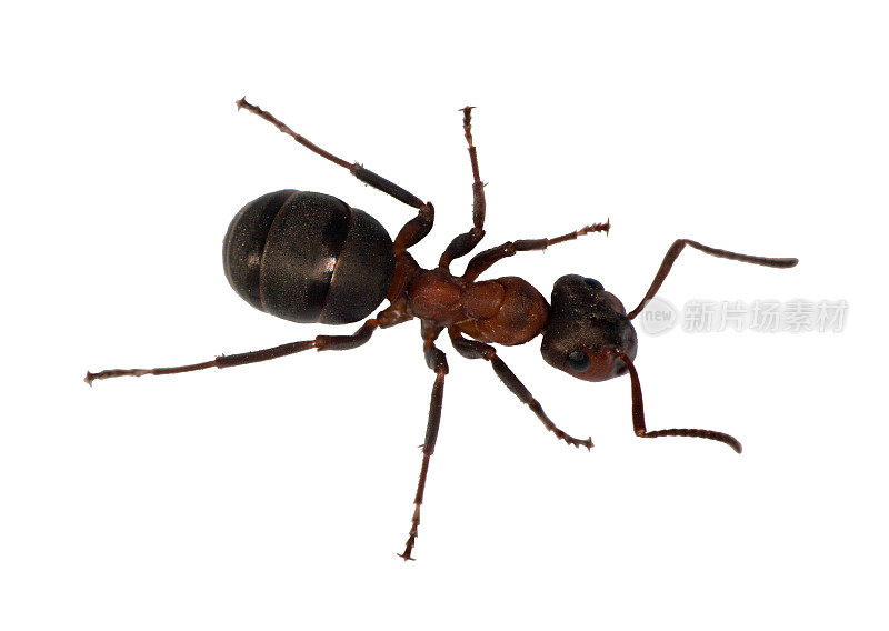 森林蚂蚁俯视图