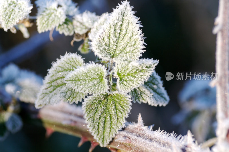 磨砂荨麻植物……