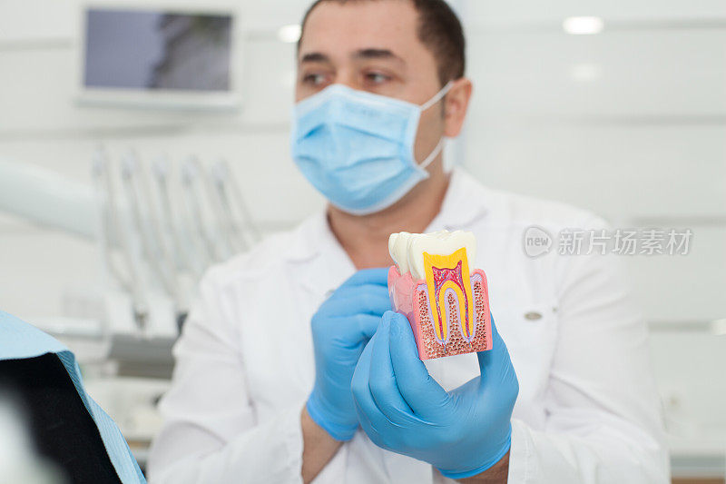 男牙医手里拿着一个牙齿模型