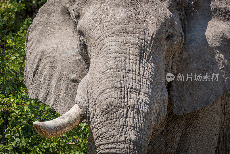 象牙缺失的大象头的特写