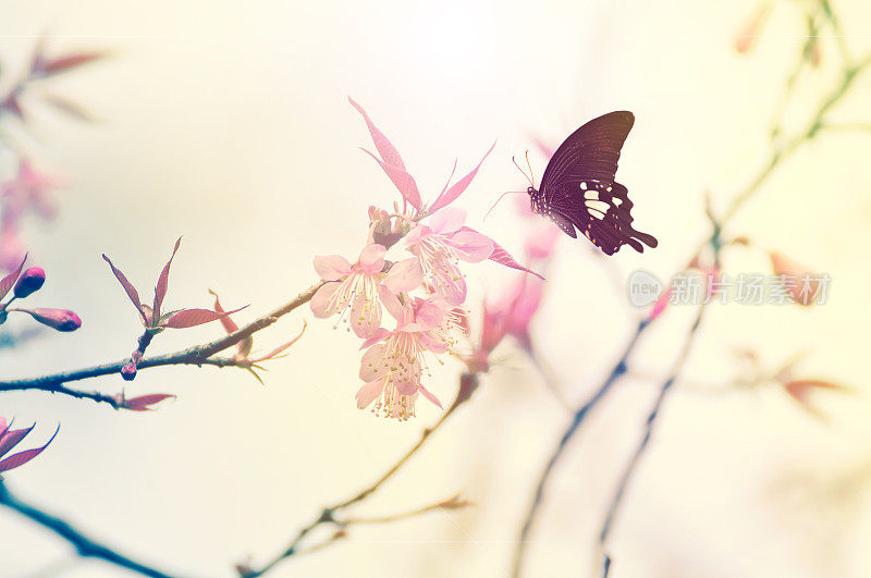野生的樱花和蝴蝶。
