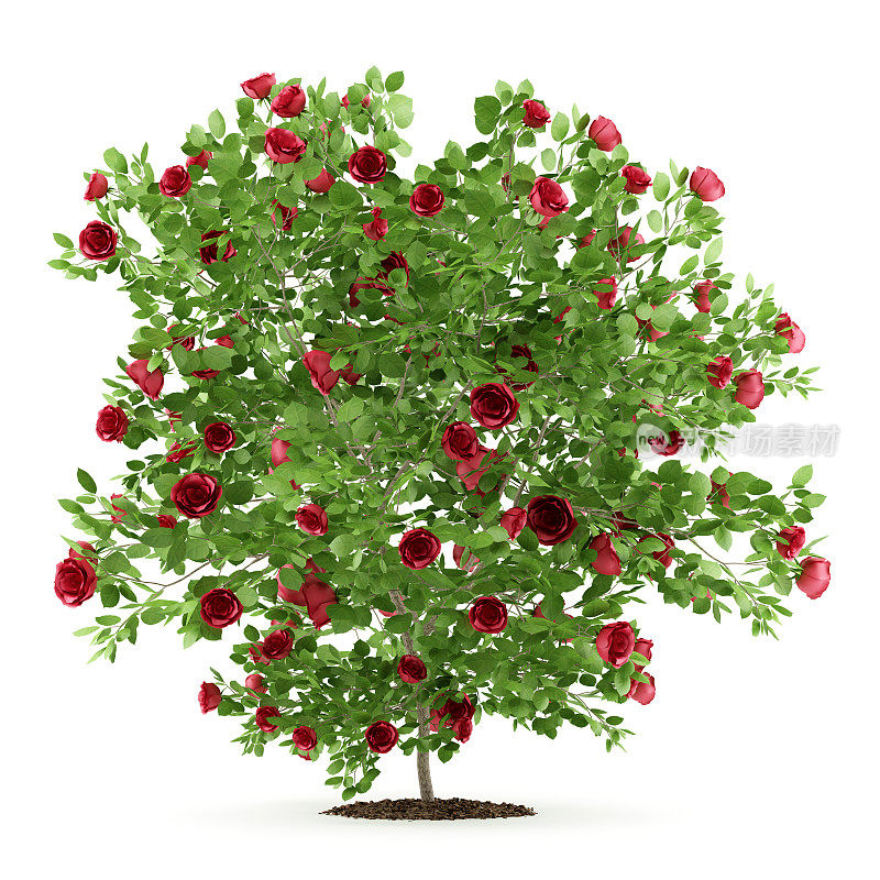 孤立在白色背景上的红色玫瑰灌木植物。三维演示