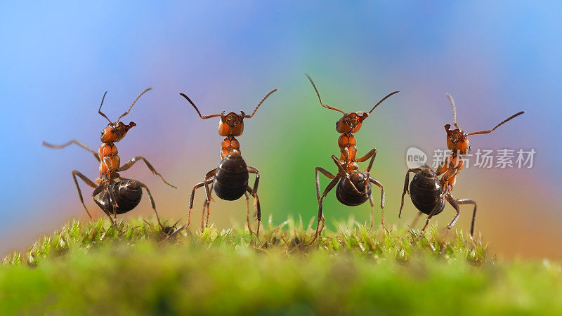 蚂蚁跳舞。空地、苔藓