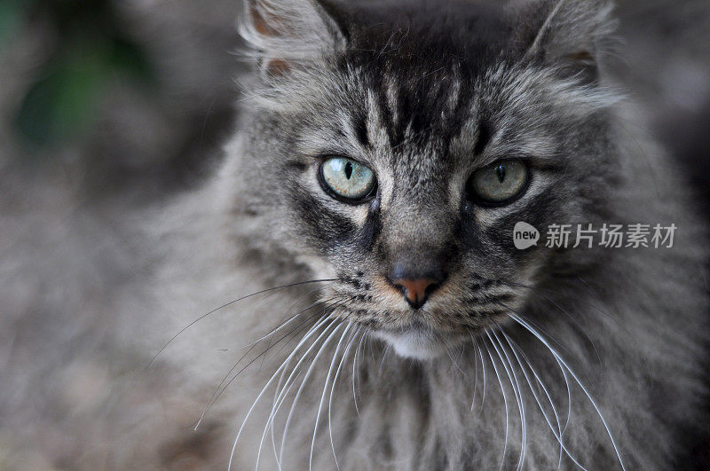 近距离的灰色的猫猫与绿色的眼睛