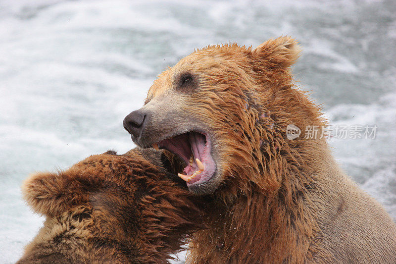 阿拉斯加卡特迈国家公园，灰棕熊在打架