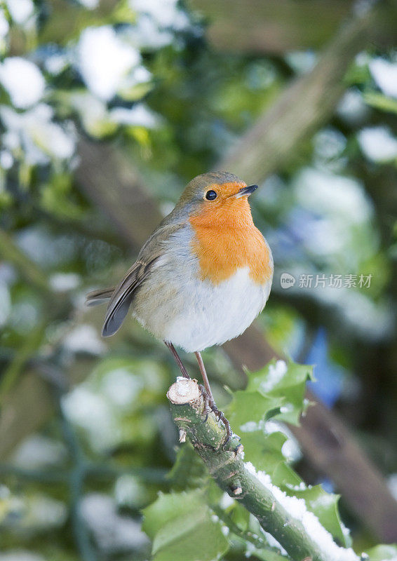 罗宾(红心rubecula)