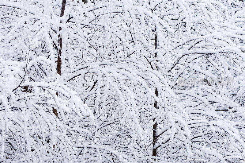 雪在树枝上