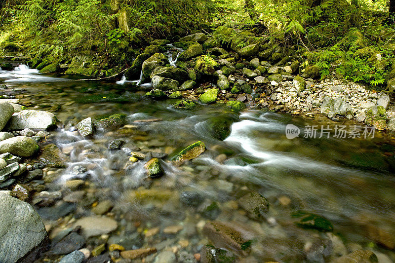 水流经过太平洋西北部郁郁葱葱的树叶