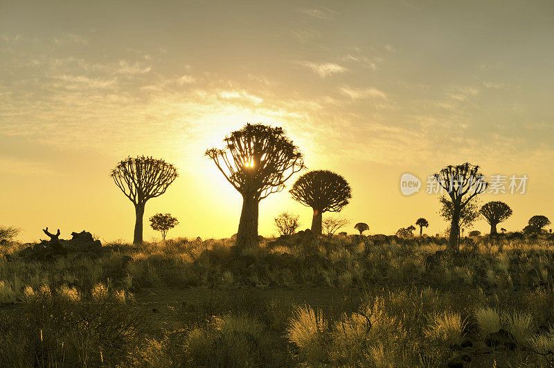 纳米比亚keetmanshop附近日落时的箭袋树森林
