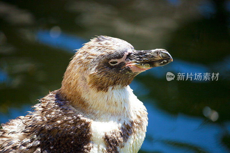 企鹅肖像在阳光明媚的日子