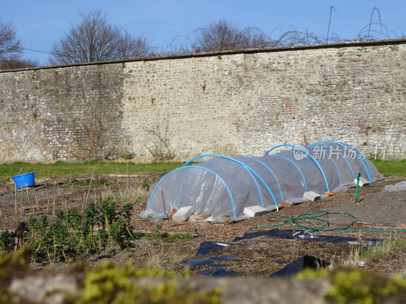 塑料钟罩保护植物的形象，围墙蔬菜分配花园