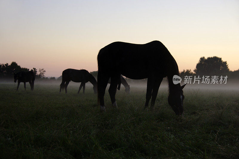 在晨露中吃草的马