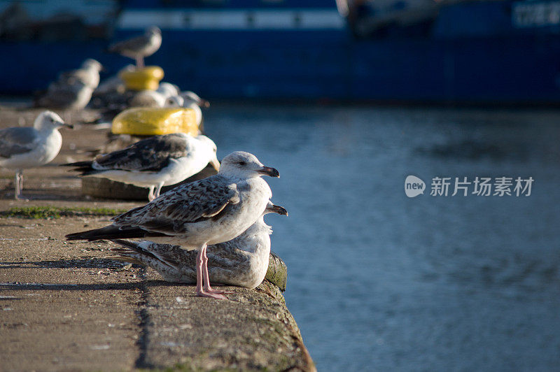 边缘港的海鸥