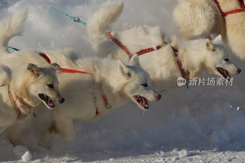 三只白色的狗拉着雪橇