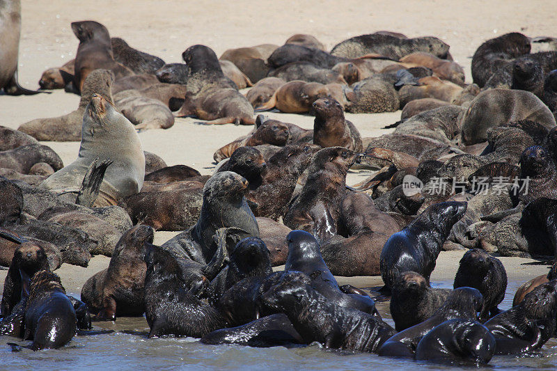纳米比亚:沃尔维斯湾棕色毛皮海豹的栖息地