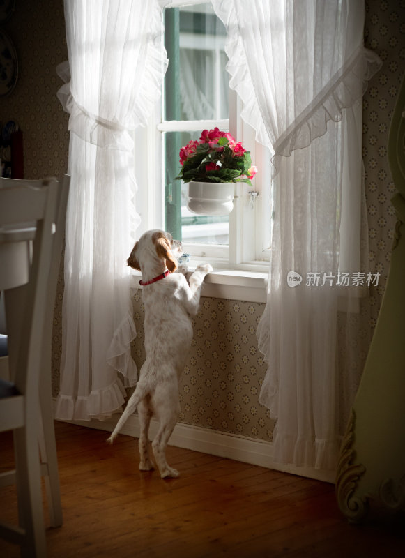 挪威，一只英国塞特犬在窗台上跳