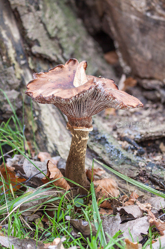树底的蘑菇