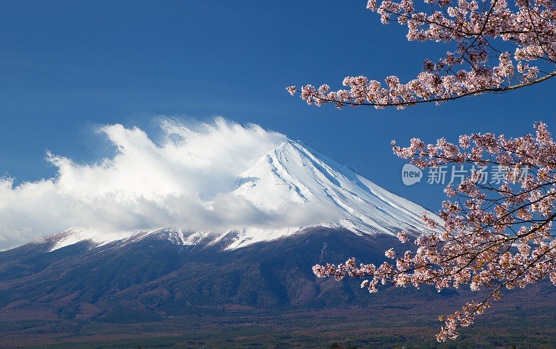 富士山和樱花