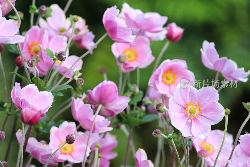 这是粉红色的日本银莲花(银莲花“月影”)，在阴凉的花园里