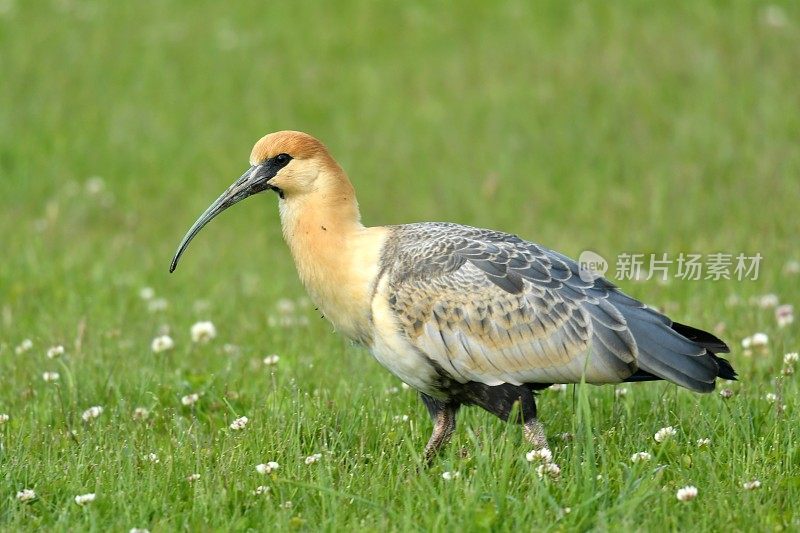 黑人面临宜必思