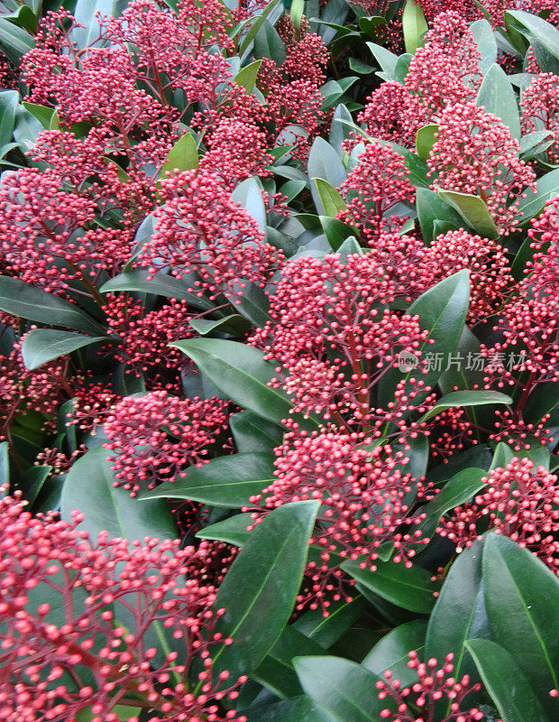 季节性红色小花，冬季，常绿灌木(风疹小花)