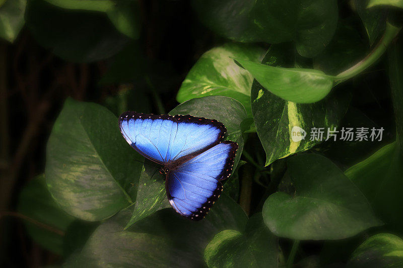 蓝色大闪蝶蝴蝶