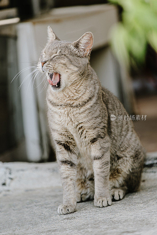 可爱的家猫在院子里打哈欠