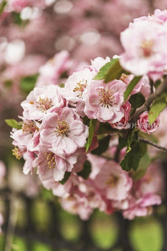 春天，树枝上绽开了淡红色的花朵