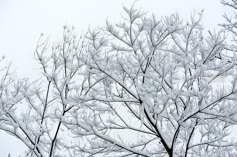 雪覆盖了树枝