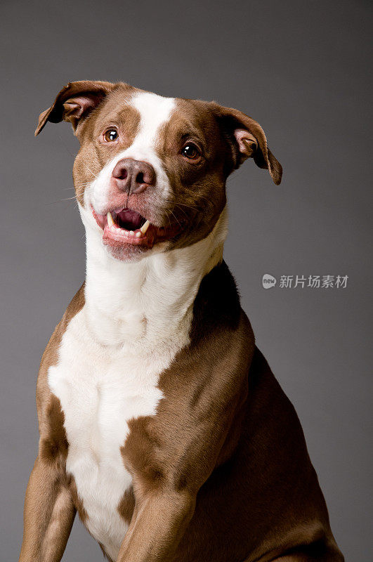 灰色背景上的快乐比特斗牛犬