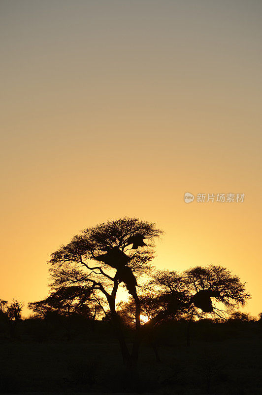 卡拉哈里的天空映衬着骆驼刺树和鸟巢的轮廓