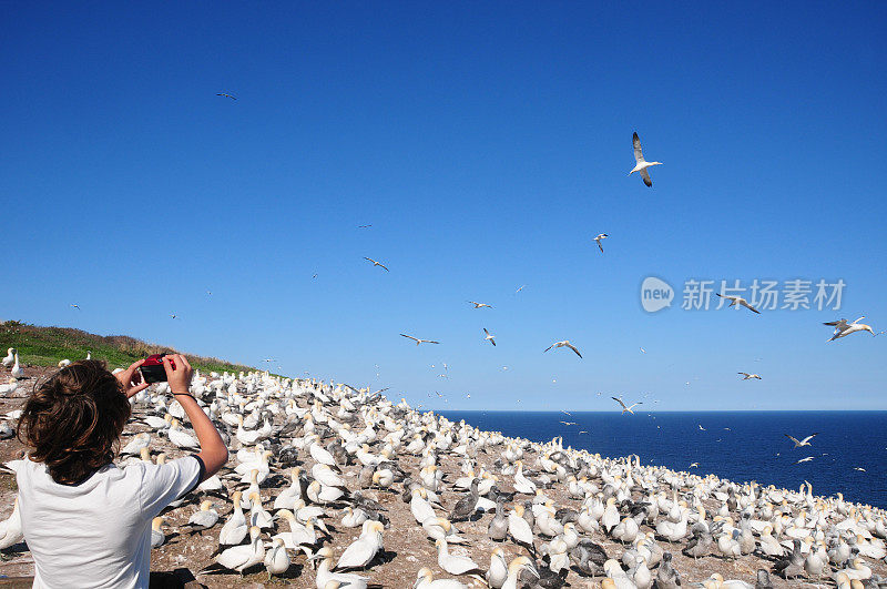 加拿大魁北克省，男孩在拍摄北塘鹅的照片