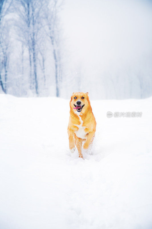 一双异色眼睛的小狗在雪地里奔跑