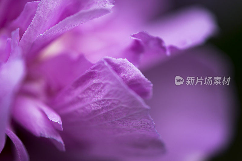 特写的芙蓉