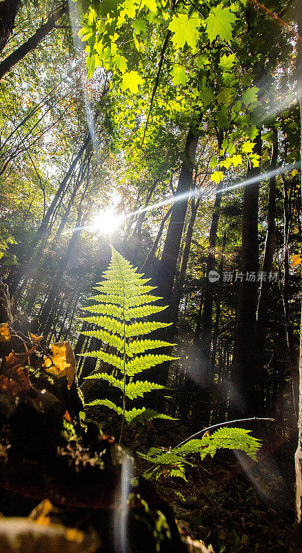 蕨类植物